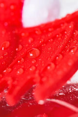 Fantazi Tatlı Şeytan Silikon Uyarıcı Penis Halkası Kırmızı